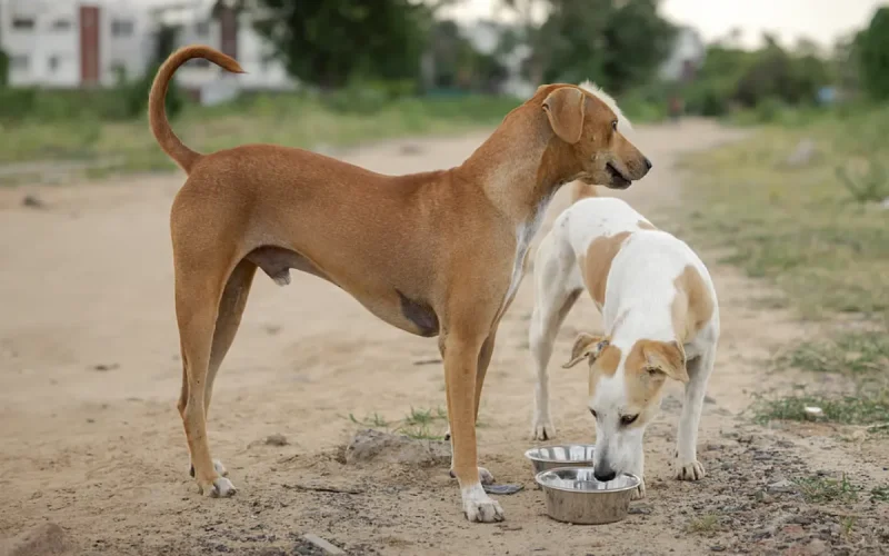 ¿Detrás de la polémica por los perros en Marruecos hay un complejo de superioridad occidental ?
