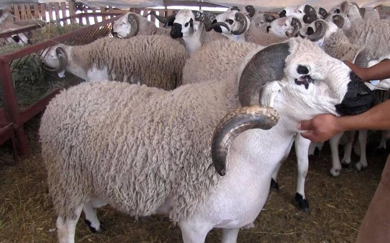 Eid al-Adha 2023 en Francia : Fechas, tradiciones y celebraciones musulmanas