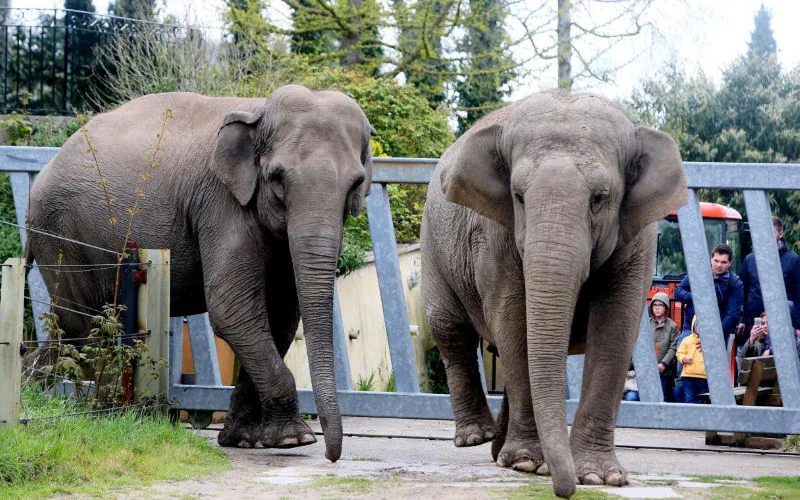 Elefantas rescatadas de circos inician nueva vida en Marruecos tras rehabilitación en Bélgica