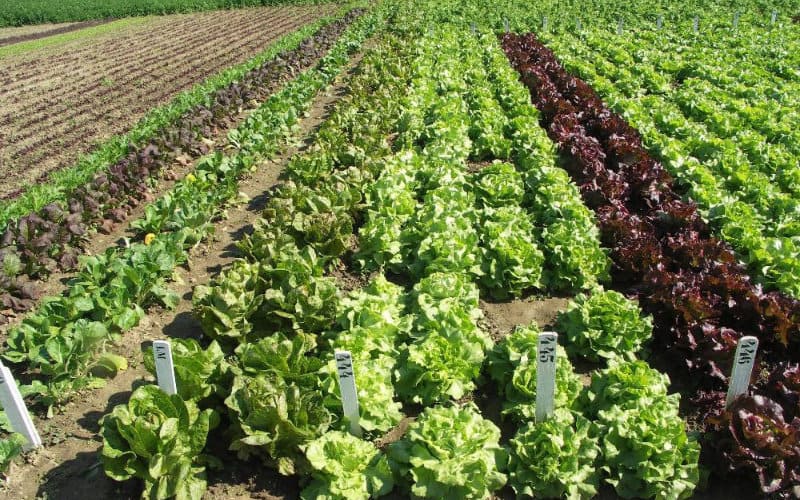 Escándalo en Fez : Altos cargos acusados de falsificar documentos para robar terreno agrícola
