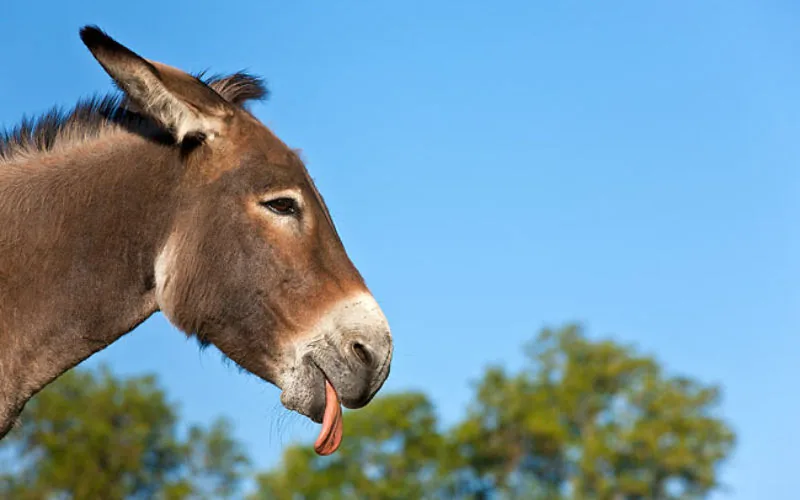 Escándalo en Marruecos : Falso brujo vende lenguas de burro como hechizo de obediencia masculina