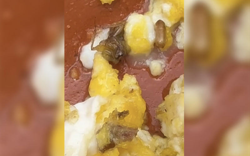 Escándalo en Rabat : Cucarachas en el tajine desatan debate sobre higiene en restaurantes marroquíes