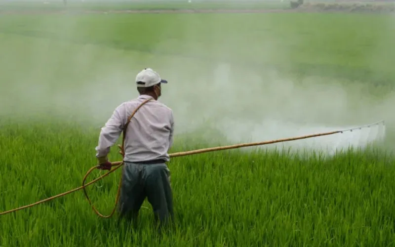 Escándalo : Syngenta exporta pesticidas letales para abejas a Marruecos y otros países