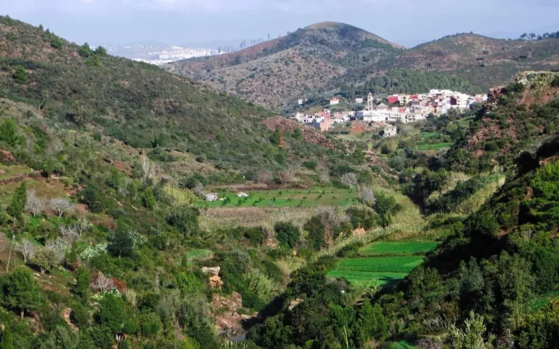 Escándalo en Tetuán : Tala ilegal y urbanización clandestina amenazan el bosque de Kitane