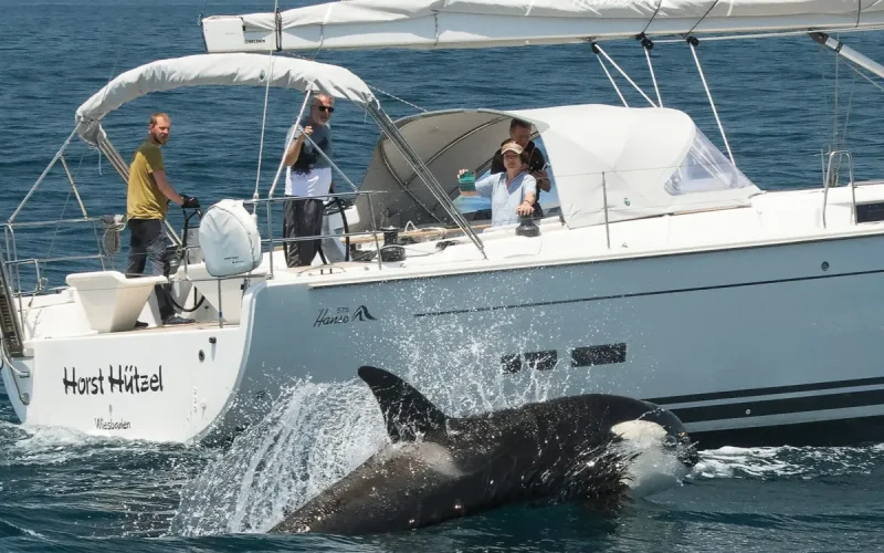 España-Marruecos : las orcas aterran a los navegantes