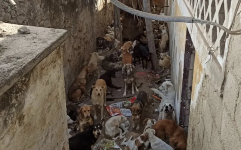Estrellas británicas denuncian matanza de perros en Marruecos ante Mundial 2030