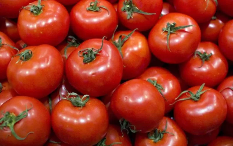 En Europa, nueva alerta por los tomates marroquíes