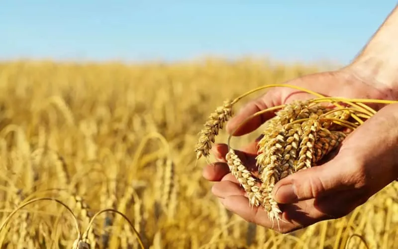 Francia exportará 300.000 toneladas de trigo a Marruecos : precios competitivos impulsan el comercio agrícola