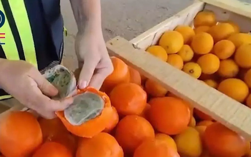 Golpe al narcotráfico en Málaga : Incautan 1.579 kg de cannabis oculto en naranjas falsas