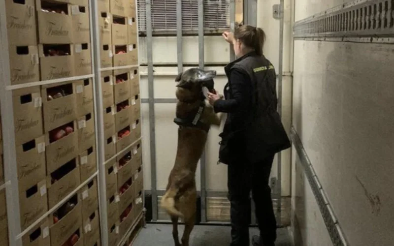 Guardia Civil incauta 300 kilos de hachís en Motril : Perro detector frustra contrabando marroquí