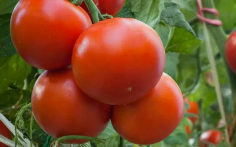La guerra del tomate : Agricultores franceses se rebelan contra la invasión marroquí