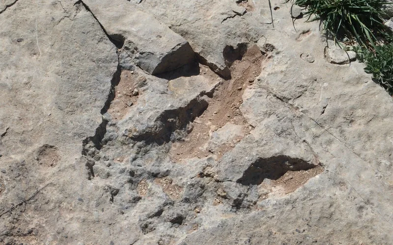 Huellas jurásicas revelan ecosistema de dinosaurios en el Atlas marroquí