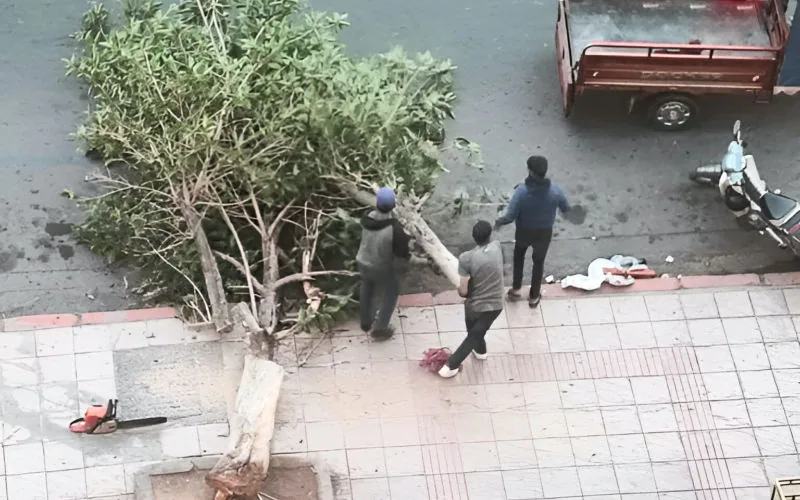 Indignación en Marrakech : Tala ilegal de árboles agrava crisis climática en plena ola de calor