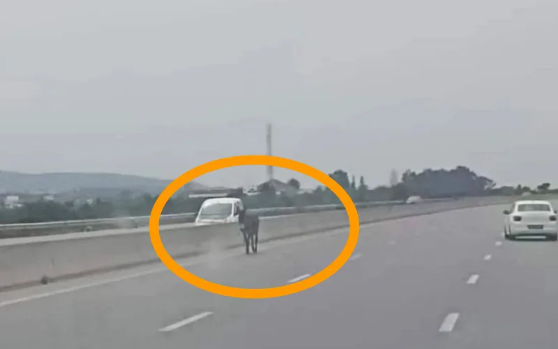 Insólito fallo judicial : Conductor gana demanda por choque con burro en autopista marroquí