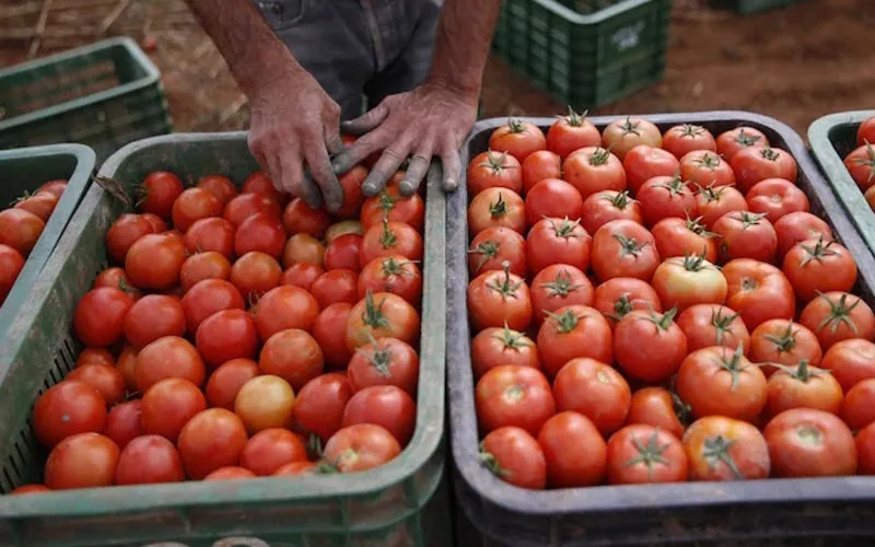 La invasión del tomate marroquí : Europa en alerta ante el declive de su producción