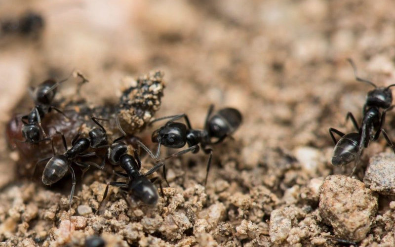 Invasión en Francia : Hormigas mediterráneas asedian pueblo y resisten insecticidas