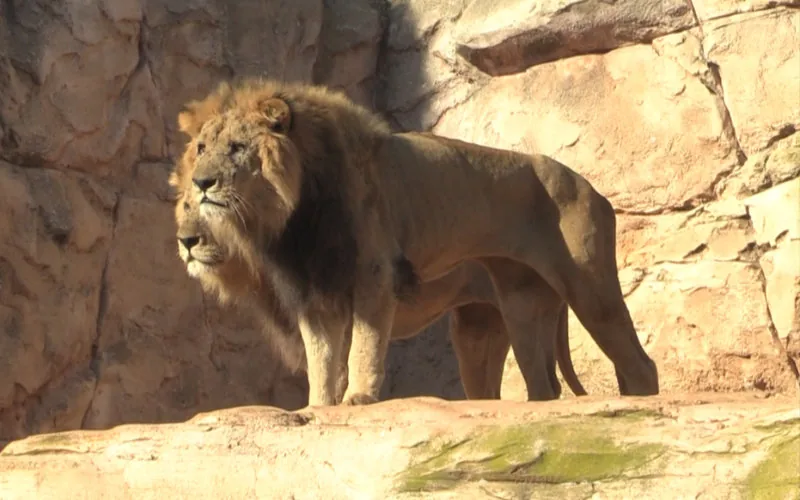 El león del Atlas : Mito o realidad en las montañas de Marruecos