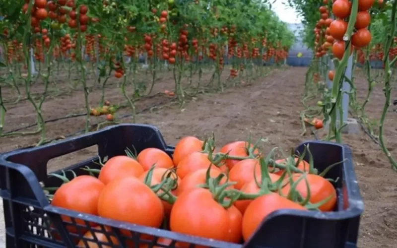 Madrid se niega a abandonar a Marruecos y 11.000 agricultores españoles dicen pagar el precio