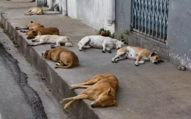 Marrakech : 70 millones al año para combatir perros callejeros sin éxito