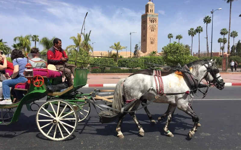 Marrakech : El oscuro precio del turismo en carruaje para los caballos