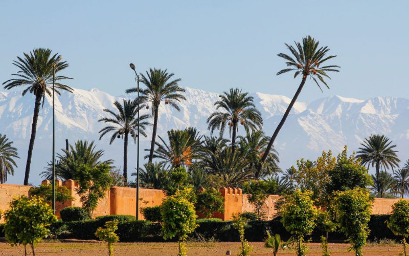 Marrakech se rebela : La polémica plantación de palmeras desata críticas sobre política ambiental