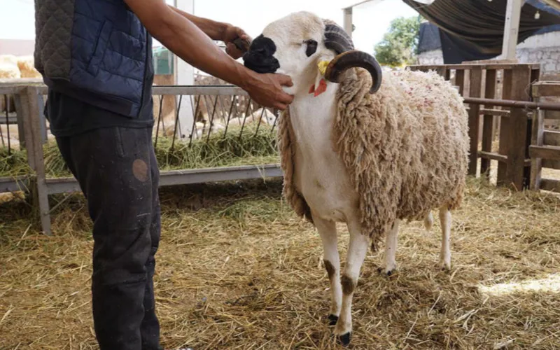 Marruecos : El alza de precios amenaza la tradición del cordero en el Aíd al-Adha
