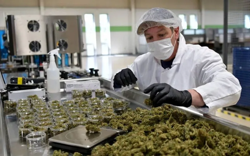 Marruecos apuesta por el cannabis medicinal : nueva zona económica en Al Hoceïma