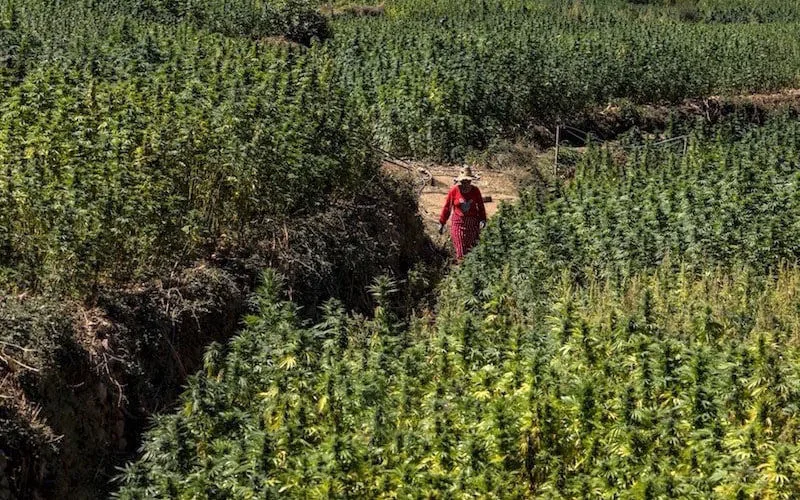 Marruecos apuesta por el cannabis medicinal : el nuevo motor económico que seduce a Europa