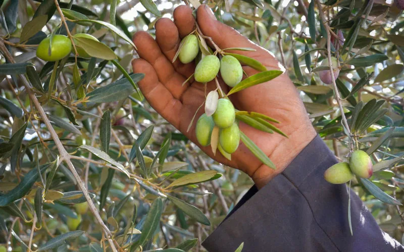 Marruecos apuesta por olivos españoles ante la crisis climática y el alza del aceite