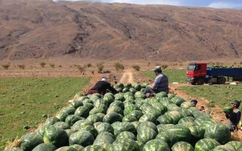 Marruecos arrasa cultivos ilegales de sandía en Zagora : Operativo sorpresa contra agricultores