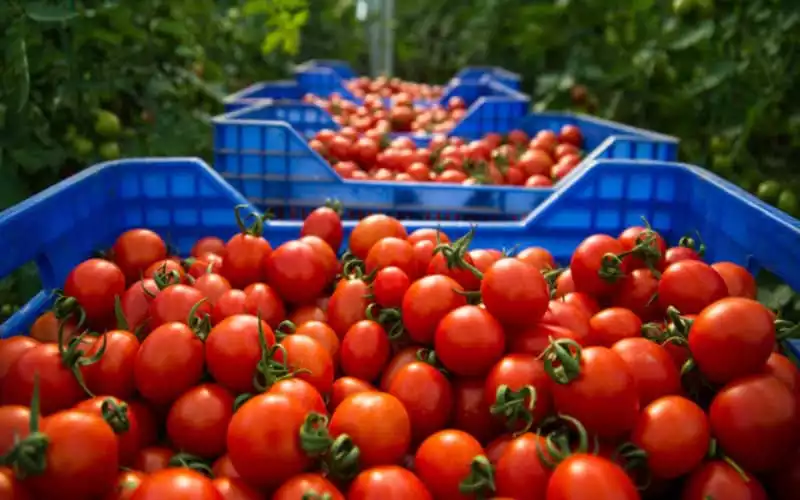 Marruecos bate récords : El auge del tomate marroquí revoluciona el mercado global