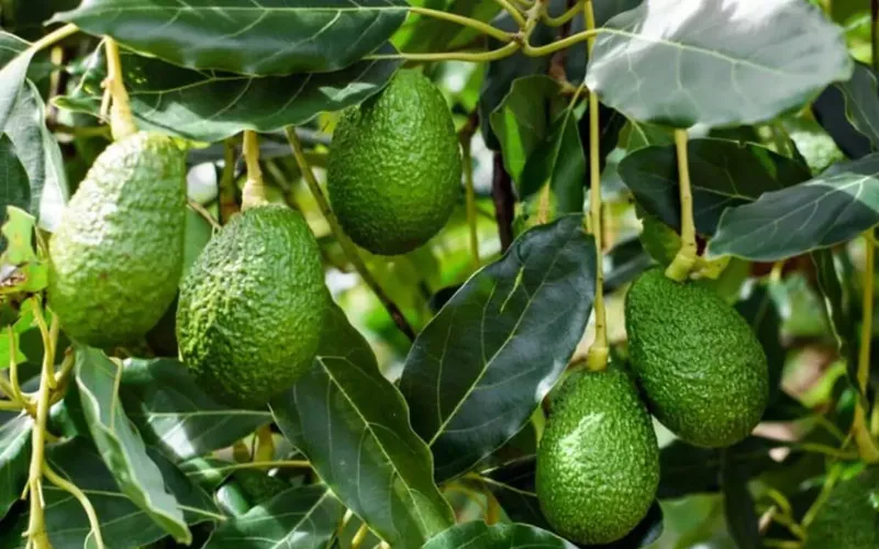 Marruecos en crisis : El cultivo de aguacate agrava la escasez de agua