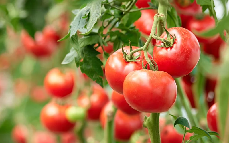 Marruecos desafía el liderazgo agrícola español en la UE : Tomates en el centro de la polémica
