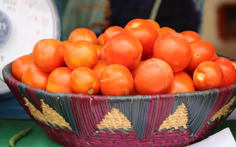 Marruecos destrona a España como líder europeo del tomate : Exportaciones marroquíes se disparan un 250%