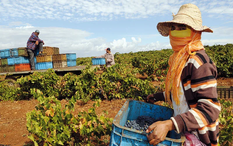 Marruecos e Israel sellan alianza agrícola : Innovación y sostenibilidad en el Magreb