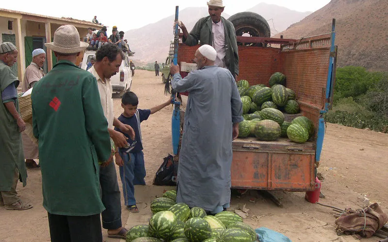 Marruecos enfrenta crisis hídrica : Activistas exigen prohibir el cultivo de sandía