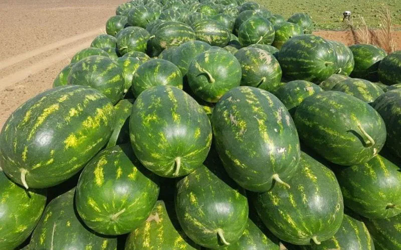 Marruecos contra Francia : Tensión agrícola y posible demanda por difamación
