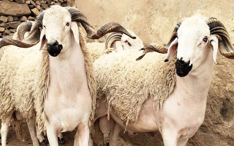 Marruecos garantiza suministro de corderos para el Aïd Al-Adha pese a la sequía