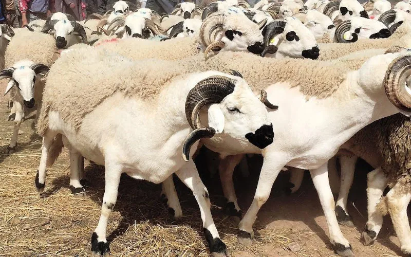 Marruecos : Impacto millonario por la suspensión del Eid Al-Adha