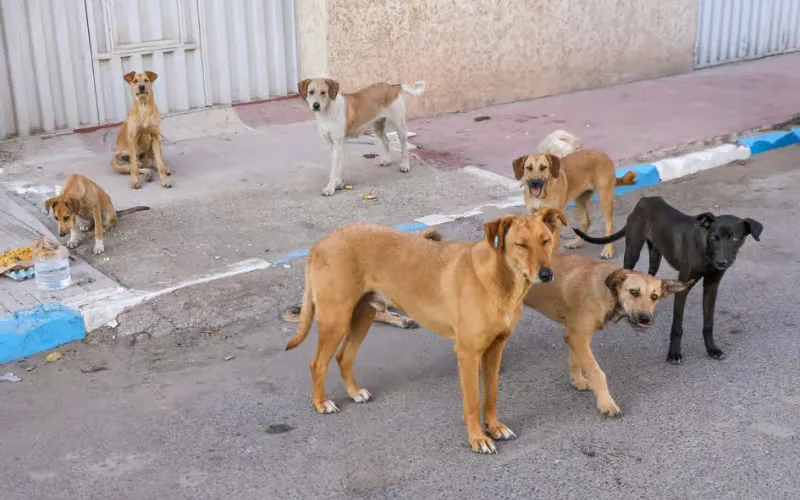 Marruecos intensifica la lucha contra perros callejeros : Plan nacional para proteger la salud pública