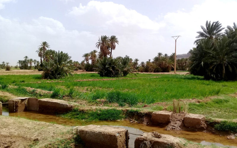 Marruecos lanza ofensiva contra la usurpación de tierras públicas : 2.755 hectáreas recuperadas