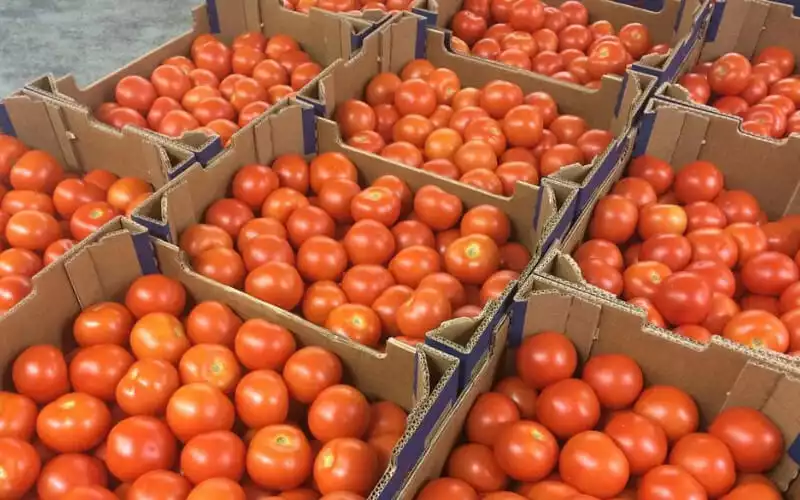 Marruecos lanza plan millonario para subvencionar tomates, cebollas y patatas ante crisis inflacionaria