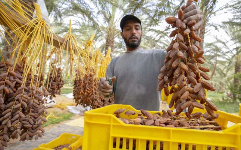 Marruecos lidera la importación de dátiles tunecinos pese a preocupaciones locales