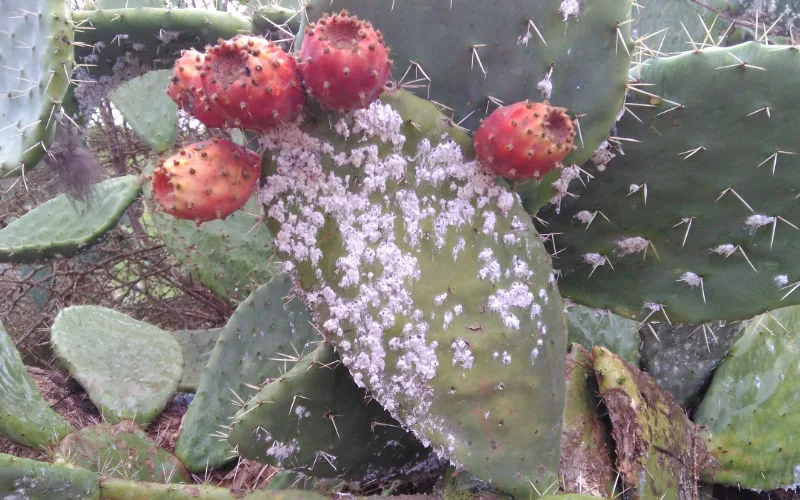 Marruecos lucha contra la plaga que amenaza sus cactus : 15.000 hectáreas perdidas