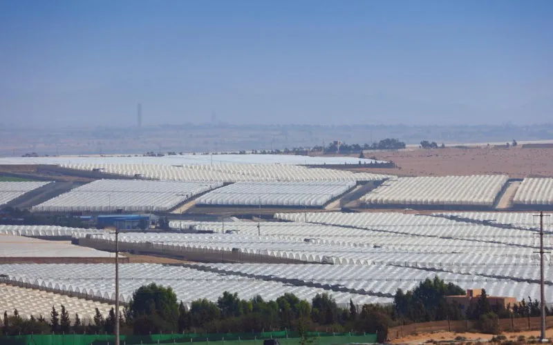 Marruecos : El nuevo gigante agrícola que florece con raíces españolas
