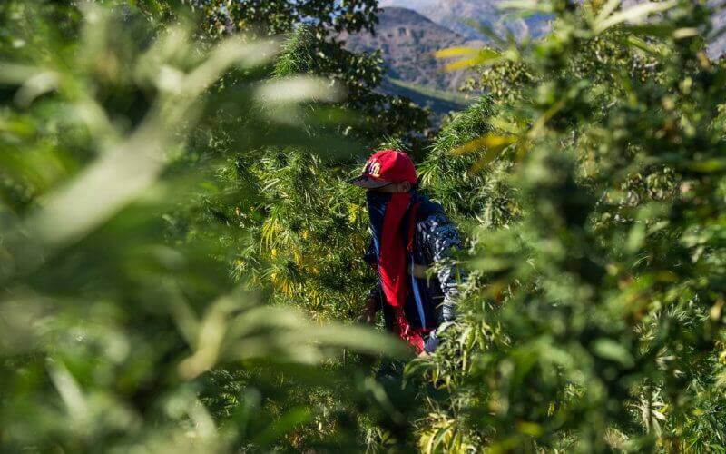 Marruecos : El paraíso prohibido del cannabis que atrae a turistas europeos