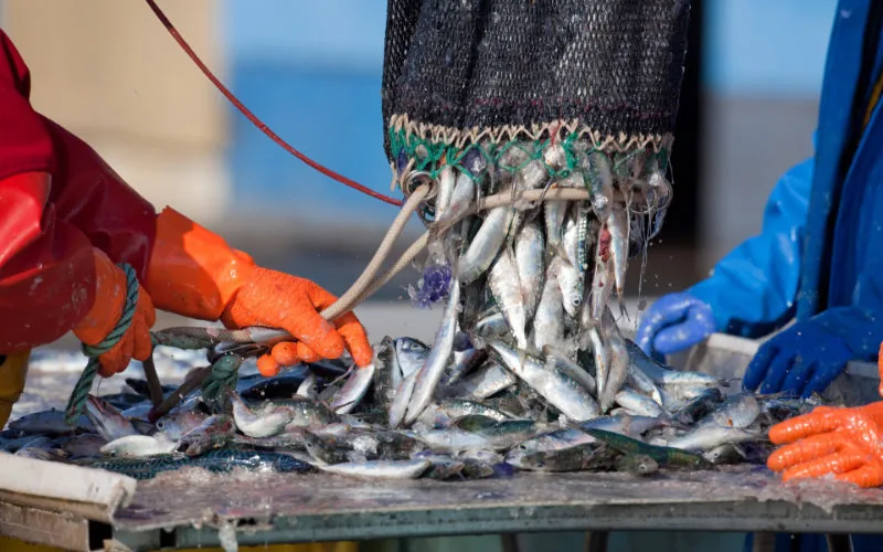 Marruecos se afianza como potencia pesquera : Segundo exportador de productos del mar a Rusia