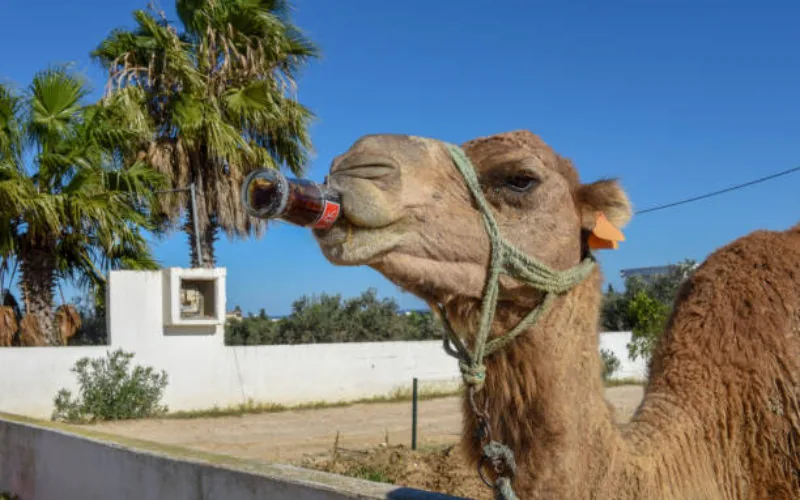Marruecos se enfrenta a temperaturas extremas : Ola de calor de hasta 42°C azota varias provincias