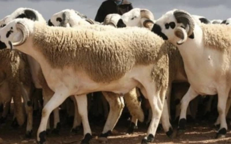 Marruecos suspende el Aíd al-Adha : Mohamed VI prioriza economía y clima sobre tradición