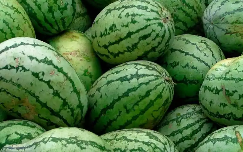 Marruecos suspende el cultivo de sandía en Zagora por crisis hídrica